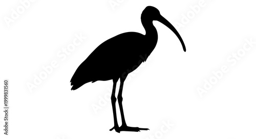 Silhouette of an ibis bird with a long curved beak silhouette standing wildlife waterfowl birdwatching