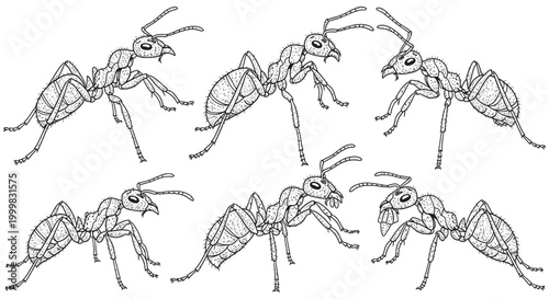 Detailed line art illustration of six ants in various poses with illustration arthropod collection close-up