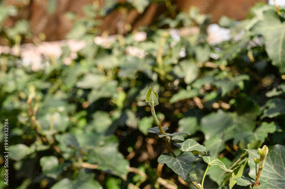 Obraz premium Common Ivy Hedera Helix Climbing on a Surface