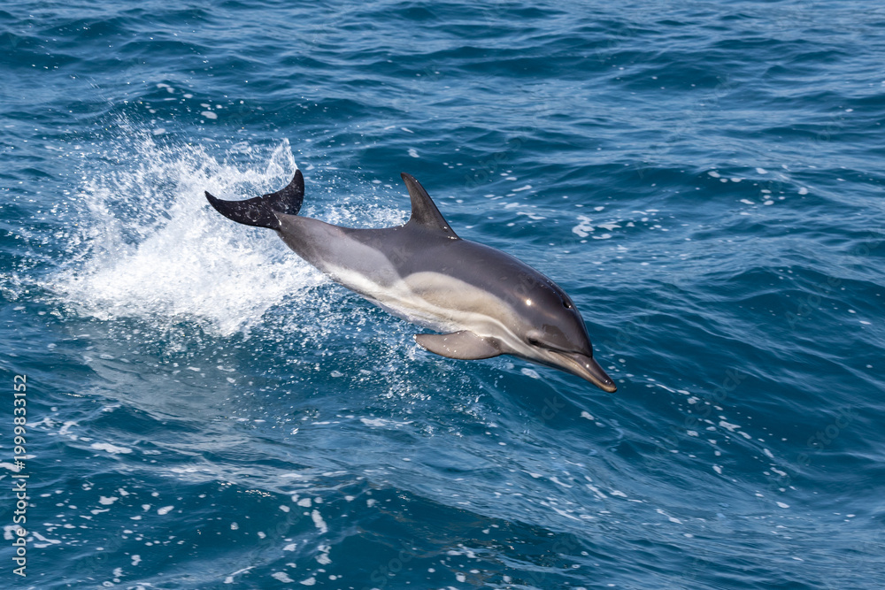 Fototapeta premium Dolphin jumping over the waves in black sea.