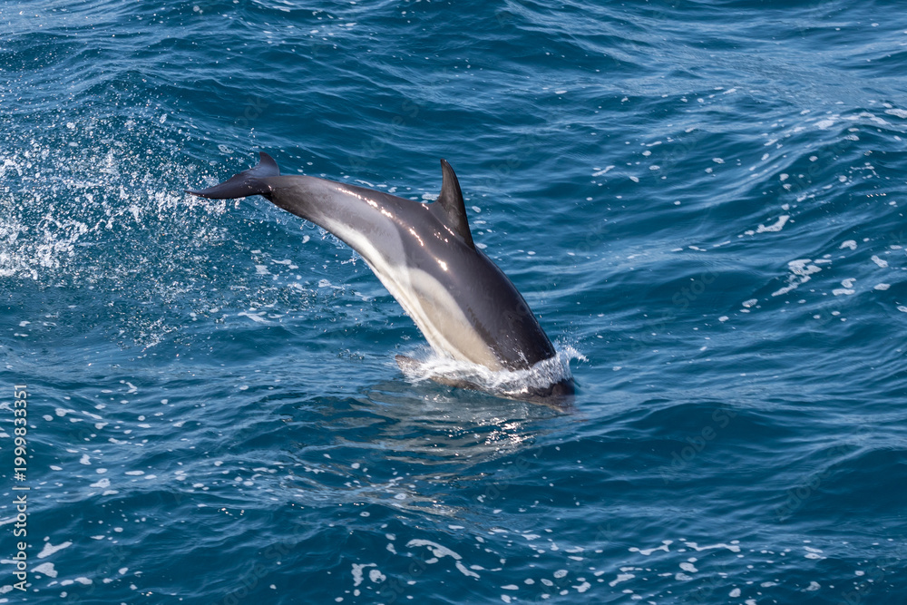 Naklejka premium Dolphin jumping over the waves in black sea.