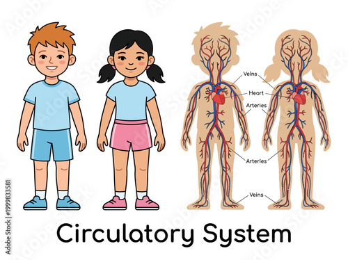 Human Circulatory System Educational Illustration for Kids showing Heart, Arteries, and Veins in Boy and Girl Anatomy Vector