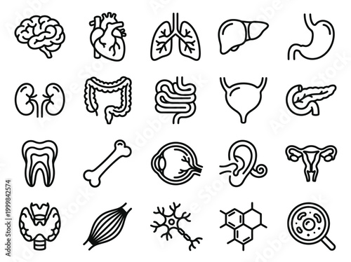Human Internal Organs and Anatomy Vector Line Icon Set - Medical and Biological Symbols including Heart, Brain, Lungs, Liver, Stomach, and Kidneys