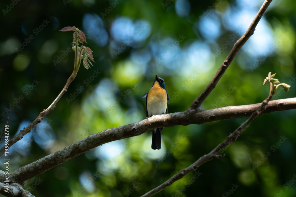 Obraz premium A male Tickells Blue Flycatcher perched gracefully on a thin, tree branch. The background is a soft, out of focus green forest canopy, creating a beautiful natural bokeh.