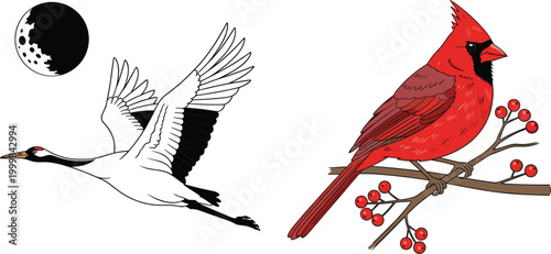 Bird Illustration Set Featuring Flying Crane with Moon and Red Cardinal on Branch with Berries for Nature, Wildlife, and Ornithology Design Concept