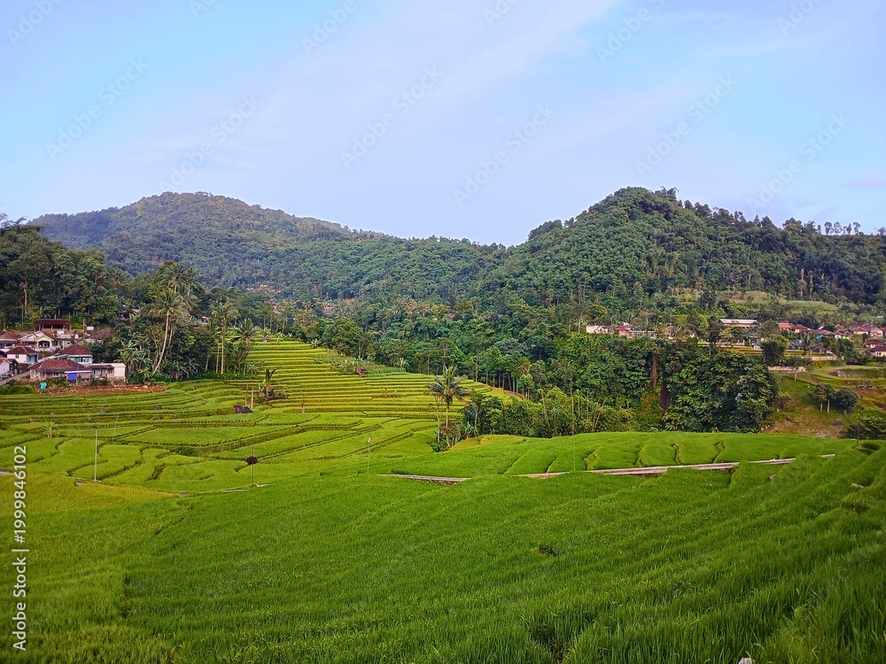 Fototapeta premium rural rice field in West Java