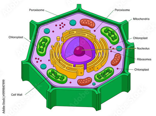 Detailed Plant Cell Anatomy Diagram with Labels, Isometric Science Illustration of Cell Wall, Chloroplast, Mitochondria, and Nucleus