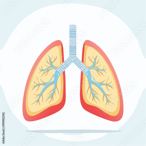 Illustration of Human Lungs and Trachea