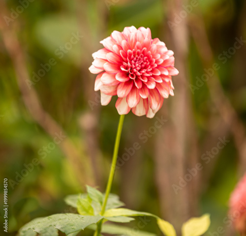 pink dahlia flower