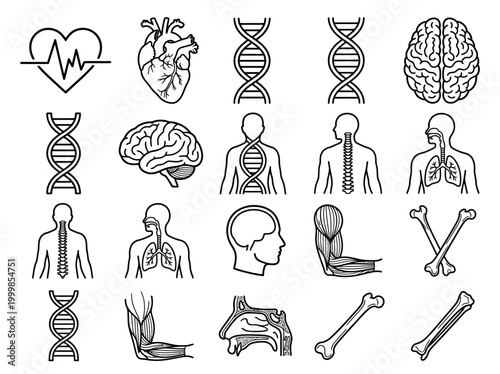 Schilderij op canvas Human Anatomy and Medical Line Icons Set: Brain, Heart, DNA, Spine, Lungs, Bones