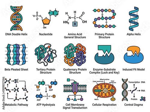 Canvastavla Molecular Biology and Biochemistry Diagram Set: DNA, Protein Structures, Metabol