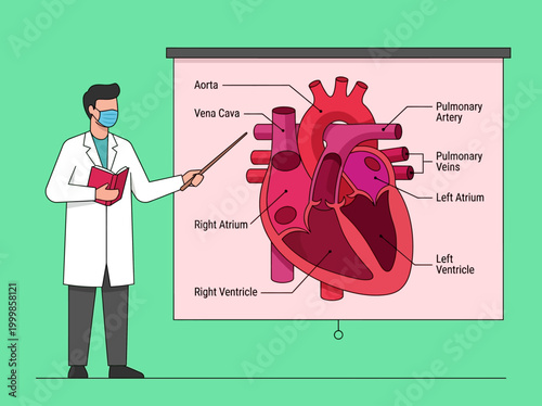 Male Doctor Explaining Human Heart Anatomy on Diagram, Cardiology Medical Lecture Illustration