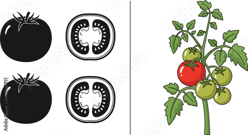 Tomato fruit and plant illustration set with silhouette icons and cross section, botanical vector showing ripe and unripe tomatoes with detailed structure