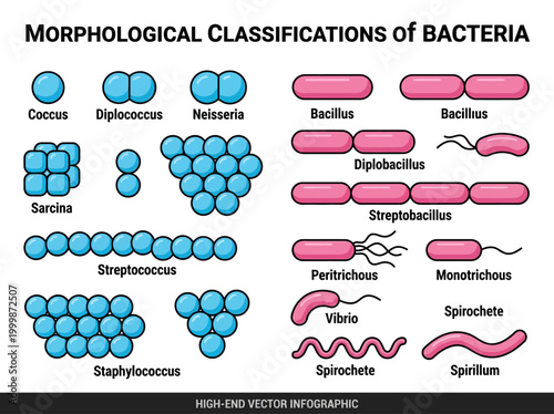 Bacteria Morphology Infographic: Various Shapes and Arrangements including Coccus, Bacillus, and Spirillum. Educational Microbiology Vector Chart for Science and Medicine.