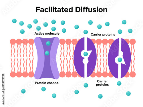 Facilitated Diffusion Diagram showing Cell Membrane, Protein Channel, and Carrier Proteins for Passive Transport Education