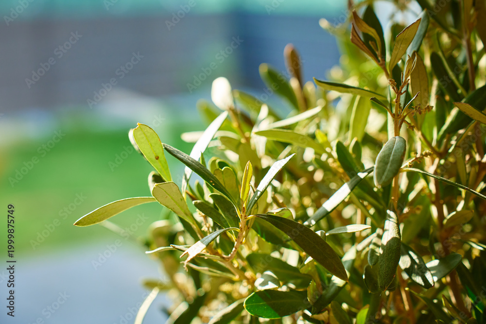 Fototapeta premium Close up of green olive tree with blurred background. Houseplant with green leaves in warm natural light . Concept of home interior and indoor gardening