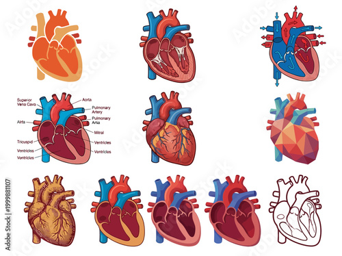 Human Heart Anatomy Illustration Set - Vector Graphics of Cardiology Diagrams, Cross-Sections, Blood Flow, and Artistic Heart Icons for Medical Education