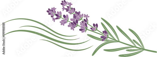 Lavender sprig with swirling green leaves, representing nature's beauty and tranquility
