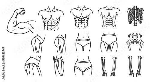 Anatomical Body Parts Line Icons Set for Medical Illustration Design Usage