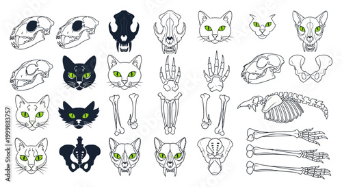 Anatomical Cat Animal Bones Line Drawing and Skeleton Line Art Graphic