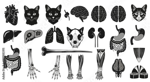 Anatomical Illustration with Cat Face Brain Heart Liver and Other Organs