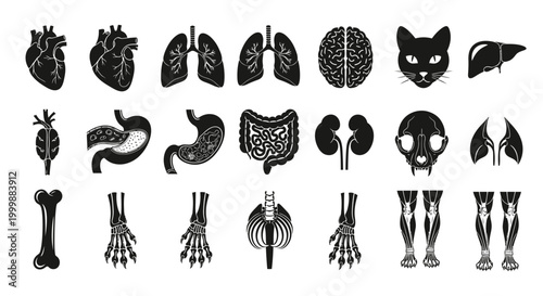 Anatomical Vector Set of Cat and Human Internal Organs Anatomy Collection