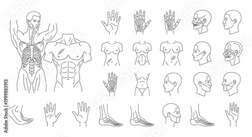 Anatomical Study of Human Body Parts in Vector Outline Style