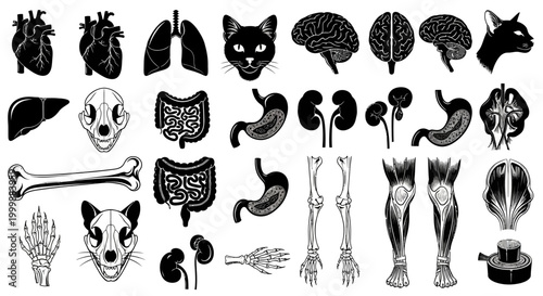 Anatomy Anatomy Illustration of Human and Animal Organs in Black and White