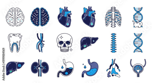 Anatomy Illustrations of the Human Body Organs and Skeletal System