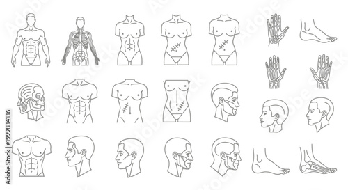 Anatomy Line Art of Male and Female Anatomy Skeleton and Face