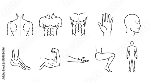 Anatomy Line Drawing Demonstrating the Body Parts of a Human Silhouette