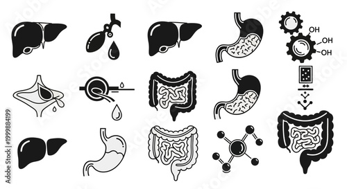 Anatomy of Human Digestive System Organs for Medical Design Elements