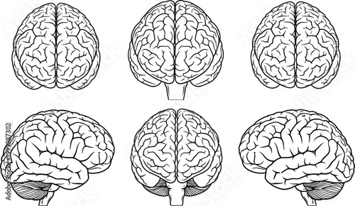 Human brain anatomy collection with multiple views detailed outline vector illustration isolated medical science education design set