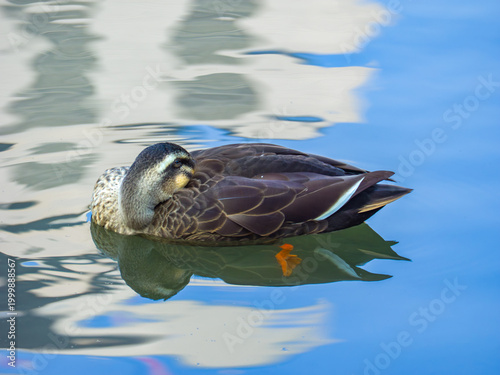 Close-up of a sleeping Eastern spot-billed duck floating on the pond water in winter (Bunkyo, Tokyo, Japan)