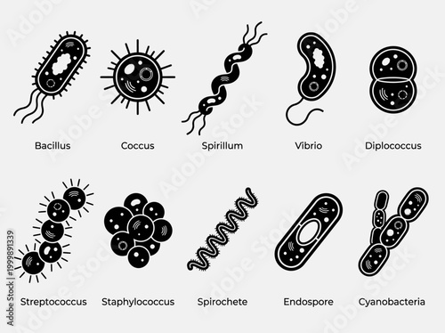 Types of Bacteria Shapes and Structures Icon Set: Bacillus, Coccus, Spirillum, Vibrio, Streptococcus, and Staphylococcus Microbiology Infographic