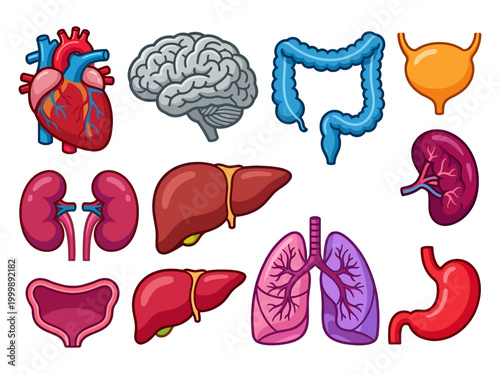 Human Organ Anatomy Illustration Set - Vector Icons of Heart, Brain, Lungs, Liver, Stomach, Kidneys, and Intestines for Medical and Educational Design
