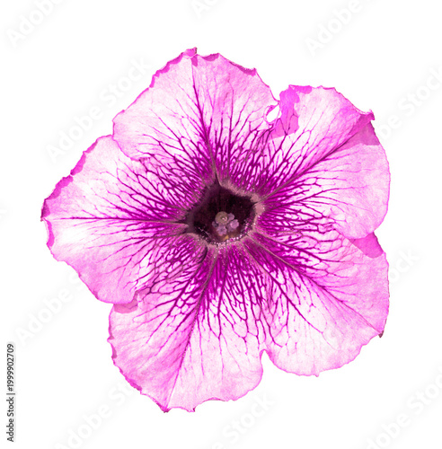Pink and white althea flower macro photo isolated on transparent backround. PNG file	