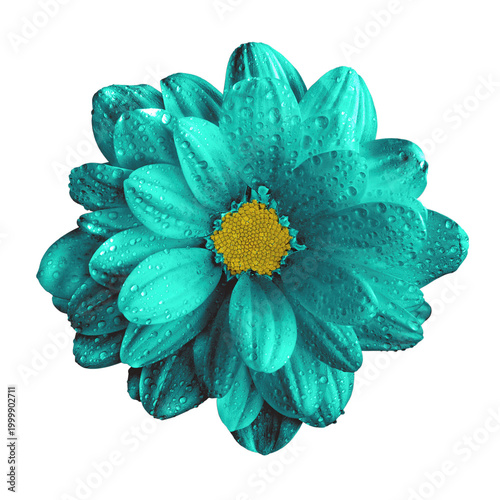 Turquoise gerbera flower macro photo isolated on transparent backround. PNG file