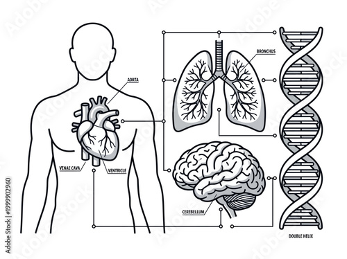 Human Anatomy Medical Infographic with Heart Brain Lungs and DNA Double Helix Vector Illustration