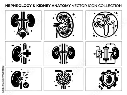 Nephrology and Kidney Anatomy Vector Icon Set for Renal Health, Dialysis, and Urinary System
