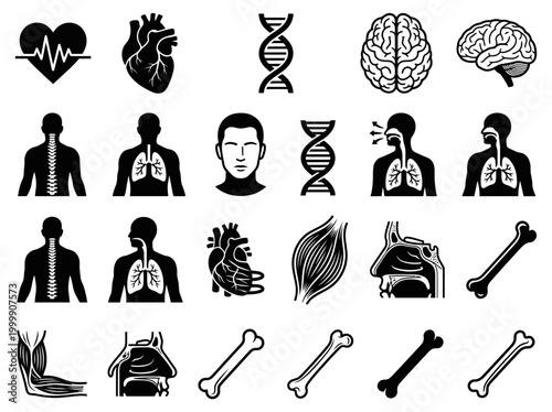Comprehensive Set of Human Anatomy and Medical Icons - Black Silhouettes of Organs, DNA, Brain, Heart, Lungs, Bones, and Muscle Systems for Healthcare Infographics