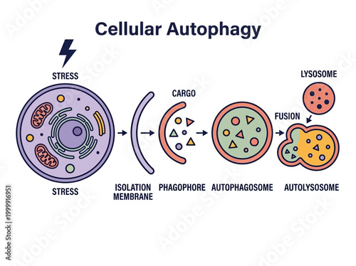 Medical Vector Illustration of Cellular Autophagy Process: Step-by-Step Diagram Showing Phagophore, Autophagosome, and Autolysosome Formation under Stress