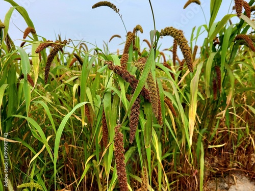 Fényképezés Foxtail millet scientific name Setaria italica (synonym Panicum italicum L