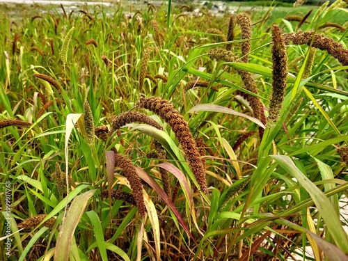 Vászonkép Foxtail millet scientific name Setaria italica (synonym Panicum italicum L