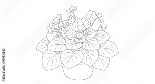 Outline Drawing of African Violet Plant in Pot, Black and White Line Art