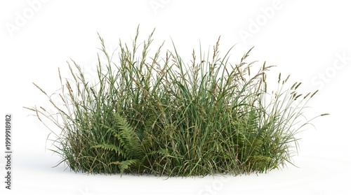 Green ornamental grass clump on ground