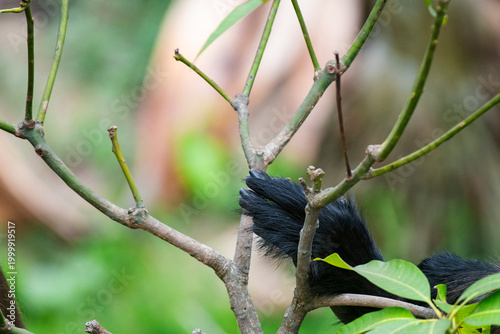 Close-up of Gray Langur hand resembling human gesture and emotion