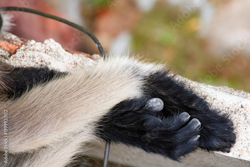 Close-up of Gray Langur hand resembling human gesture and emotion