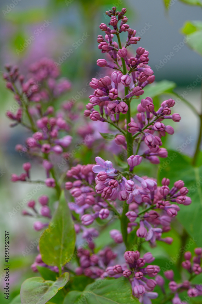 Obraz premium Close Up of Common Lilac Blooms on Branch Syringa Vulgaris