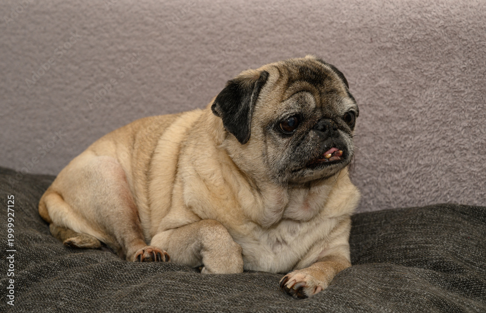 Obraz premium Elderly pug lying on a sofa with tongue out